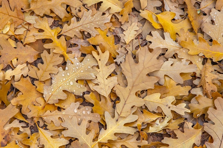 Picture of USA- UTAH- CALF CREEK RECREATION AREA. DEW ON FALLEN OAK LEAVES.