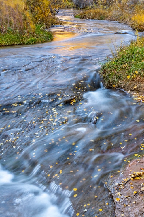 Picture of USA- UTAH- CALF CREEK RECREATION AREA IN AUTUMN.