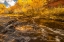 Picture of USA- UTAH- CALF CREEK RECREATION AREA IN AUTUMN.