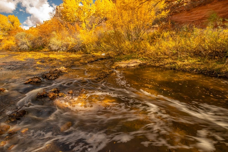 Picture of USA- UTAH- CALF CREEK RECREATION AREA IN AUTUMN.