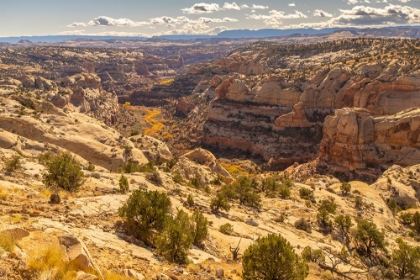 Picture of USA- UTAH- GRAND STAIRCASE ESCALANTE NATIONAL MONUMENT. CLIFF AND AUTUMN COTTONWOOD TREES.