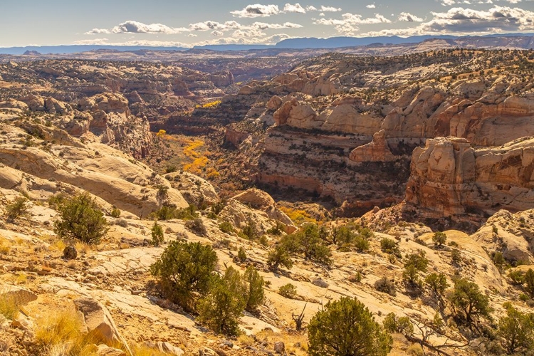 Picture of USA- UTAH- GRAND STAIRCASE ESCALANTE NATIONAL MONUMENT. CLIFF AND AUTUMN COTTONWOOD TREES.