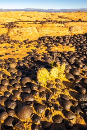 Picture of USA- UTAH- GRAND STAIRCASE ESCALANTE NATIONAL MONUMENT. MOQUI MARBLES STONES AND ROCKS.