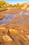 Picture of USA- UTAH- GRAND STAIRCASE ESCALANTE NATIONAL MONUMENT. HARRIS WASH AND COTTONWOOD TREE S IN FALL.