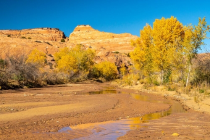 Picture of USA- UTAH- GRAND STAIRCASE ESCALANTE NATIONAL MONUMENT. HARRIS WASH AND COTTONWOOD TREES IN FALL.