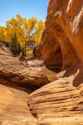 Picture of USA- UTAH- GRAND STAIRCASE ESCALANTE NATIONAL MONUMENT. HARRIS WASH AND COTTONWOOD TREE IN FALL.