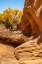Picture of USA- UTAH- GRAND STAIRCASE ESCALANTE NATIONAL MONUMENT. HARRIS WASH AND COTTONWOOD TREE IN FALL.