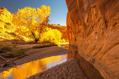 Picture of USA- UTAH- GRAND STAIRCASE ESCALANTE NATIONAL MONUMENT. HARRIS WASH AND COTTONWOOD TREES IN FALL.