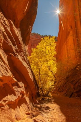 Picture of USA- UTAH- GRAND STAIRCASE ESCALANTE NATIONAL MONUMENT. BURR TRAIL AND TREE