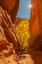 Picture of USA- UTAH- GRAND STAIRCASE ESCALANTE NATIONAL MONUMENT. BURR TRAIL AND TREE