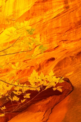 Picture of USA- UTAH- GRAND STAIRCASE ESCALANTE NATIONAL MONUMENT. CLOSE-UP OF ROCK FACE AND BRANCHES.