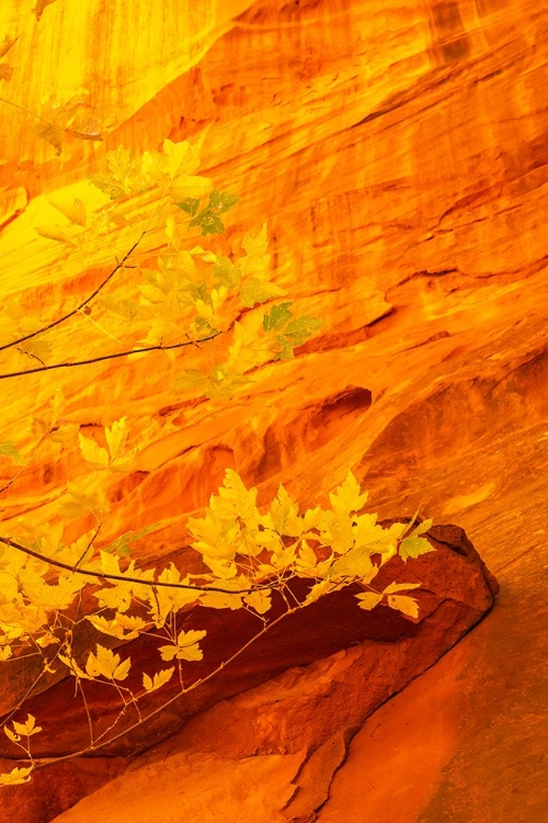 Picture of USA- UTAH- GRAND STAIRCASE ESCALANTE NATIONAL MONUMENT. CLOSE-UP OF ROCK FACE AND BRANCHES.