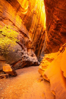 Picture of USA- UTAH- GRAND STAIRCASE ESCALANTE NATIONAL MONUMENT. CANYON TRAIL AND TREE