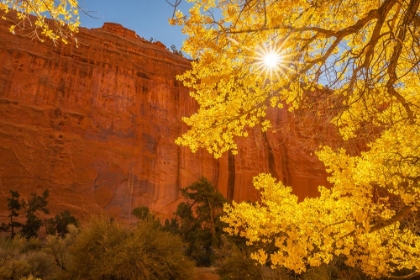 Picture of USA- UTAH- GRAND STAIRCASE ESCALANTE NATIONAL MONUMENT. ROCK FORMATIONS. AND COTTONWOOD TREES.