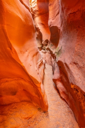 Picture of USA- UTAH- GRAND STAIRCASE ESCALANTE NATIONAL MONUMENT. BIGHORN CANYON TRAIL.