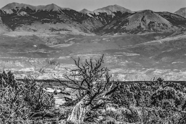 Picture of BLACK AND WHITE OLD WOOD BRANCH- ABAJO MOUNTAINS- CANYONLANDS NATIONAL PARK- MOAB- UTAH.