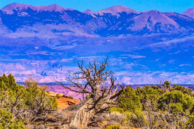 Picture of OLD WOOD BRANCH- ABAJO MOUNTAINS- CANYONLANDS NATIONAL PARK- MOAB- UTAH.