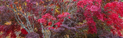 Picture of USA- WASHINGTON STATE- SEABECK. JAPANESE MAPLE TREES- WASHINGTON STATE- SEABECK.