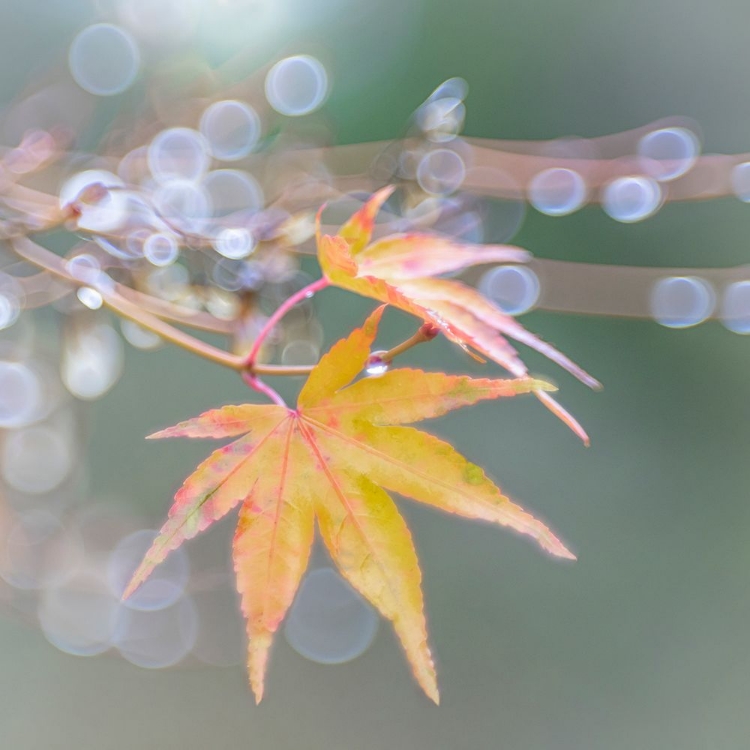 Picture of USA- WASHINGTON STATE- SEABECK. JAPANESE MAPLE LEAVES AFTER AUTUMN RAINSTORM.