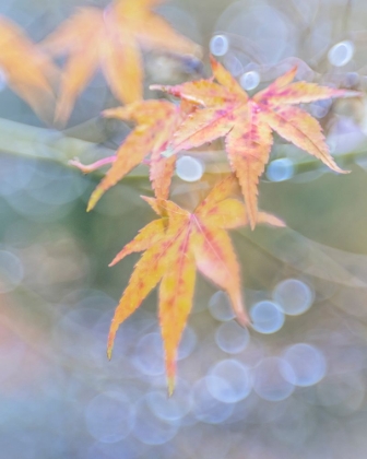 Picture of USA- WASHINGTON STATE- SEABECK. JAPANESE MAPLE LEAVES AFTER AUTUMN RAINSTORM.