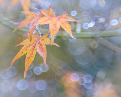 Picture of USA- WASHINGTON STATE- SEABECK. JAPANESE MAPLE LEAVES AFTER AUTUMN RAINSTORM.