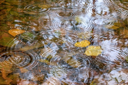 Picture of USA- WASHINGTON STATE- SEABECK. AUTUMN RAINDROPS ON WATER.