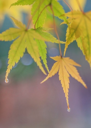 Picture of USA- WASHINGTON STATE- SEABECK. JAPANESE MAPLE LEAVES AFTER AUTUMN RAINSTORM.