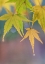 Picture of USA- WASHINGTON STATE- SEABECK. JAPANESE MAPLE LEAVES AFTER AUTUMN RAINSTORM.