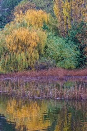Picture of USA- WASHINGTON STATE- SEABECK. SALTWATER MARSH IN AUTUMN.