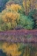Picture of USA- WASHINGTON STATE- SEABECK. SALTWATER MARSH IN AUTUMN.