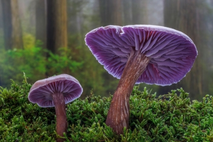 Picture of USA- WASHINGTON STATE- SEABECK. WESTERN AMETHYST LACCARIA MUSHROOM CLOSE-UP.