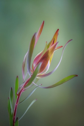 Picture of USA- WASHINGTON STATE- SEABECK. COMMON SUNSHINE CONEBUSH PLANT CLOSE-UP.