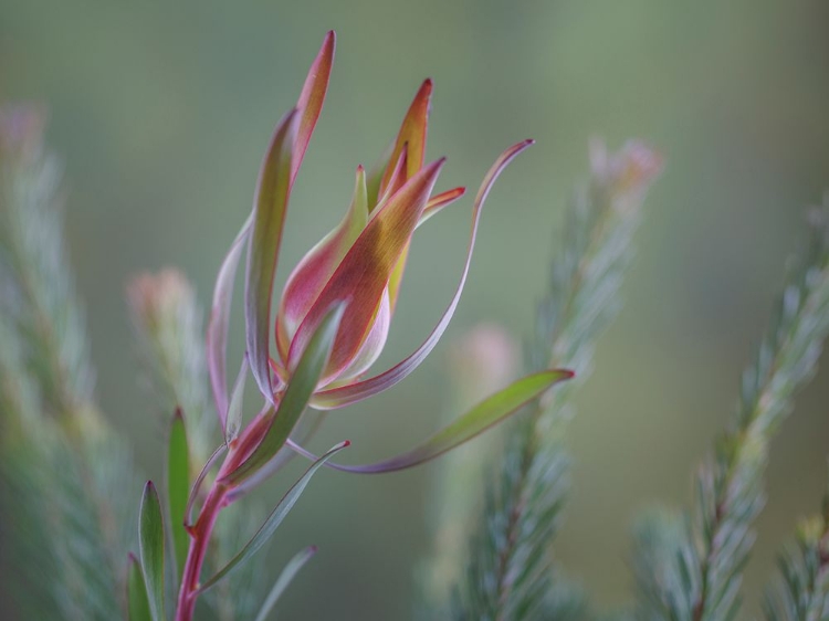 Picture of USA- WASHINGTON STATE- SEABECK. COMMON SUNSHINE CONEBUSH PLANT CLOSE-UP.