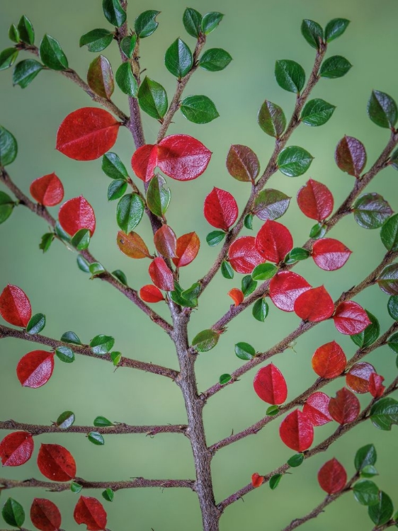 Picture of USA- WASHINGTON STATE- SEABECK. ROCK COTONEASTER PLANT CLOSE-UP.