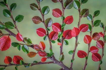 Picture of USA- WASHINGTON STATE- SEABECK. ROCK COTONEASTER PLANT CLOSE-UP.