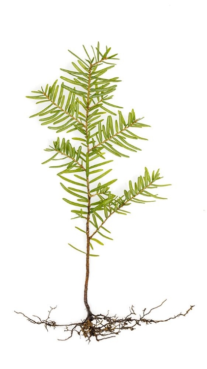 Picture of USA- WASHINGTON STATE- SEABECK. WESTERN HEMLOCK SEEDLING CLOSE-UP.