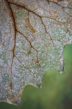 Picture of USA- WASHINGTON STATE- SEABECK. SKELETONIZED VANILLA LEAF CLOSE-UP.