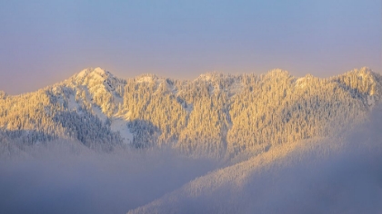 Picture of USA- WASHINGTON STATE. SUNRISE ON SNOW-COVERED MOUNTAINS IN OLYMPIC NATIONAL FOREST.