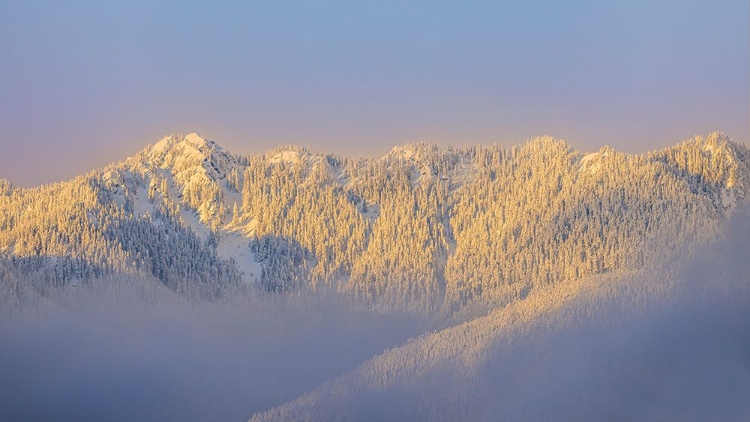 Picture of USA- WASHINGTON STATE. SUNRISE ON SNOW-COVERED MOUNTAINS IN OLYMPIC NATIONAL FOREST.