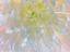 Picture of USA- WASHINGTON STATE- SEABECK. CHRYSANTHEMUM BLOSSOM CLOSE-UP.