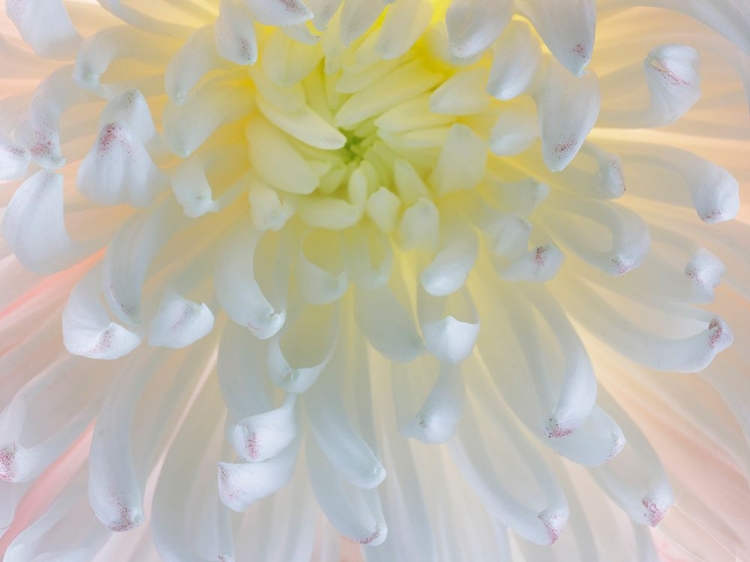 Picture of USA- WASHINGTON STATE- SEABECK. CHRYSANTHEMUM BLOSSOM CLOSE-UP.