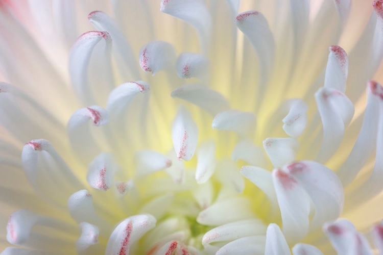 Picture of USA- WASHINGTON STATE- SEABECK. CHRYSANTHEMUM BLOSSOM CLOSE-UP.