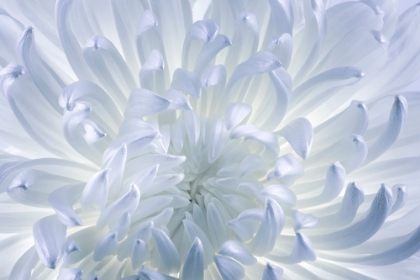 Picture of USA- WASHINGTON STATE- SEABECK. CHRYSANTHEMUM BLOSSOM CLOSE-UP.