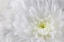 Picture of USA- WASHINGTON STATE- SEABECK. CHRYSANTHEMUM BLOSSOM CLOSE-UP.