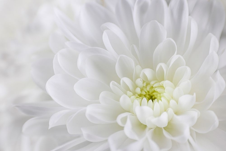 Picture of USA- WASHINGTON STATE- SEABECK. CHRYSANTHEMUM BLOSSOM CLOSE-UP.