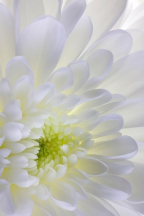 Picture of USA- WASHINGTON STATE- SEABECK. CHRYSANTHEMUM BLOSSOM CLOSE-UP.