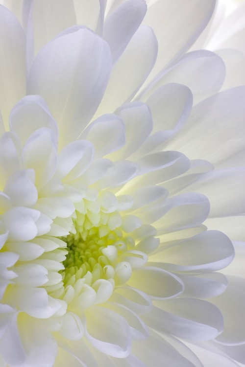 Picture of USA- WASHINGTON STATE- SEABECK. CHRYSANTHEMUM BLOSSOM CLOSE-UP.