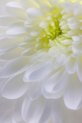 Picture of USA- WASHINGTON STATE- SEABECK. CHRYSANTHEMUM BLOSSOM CLOSE-UP.