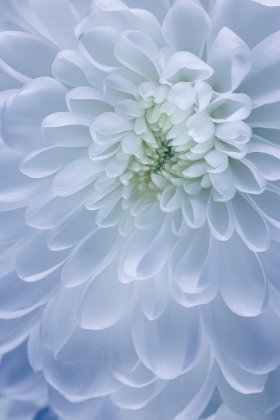Picture of USA- WASHINGTON STATE- SEABECK. CHRYSANTHEMUM BLOSSOM CLOSE-UP.