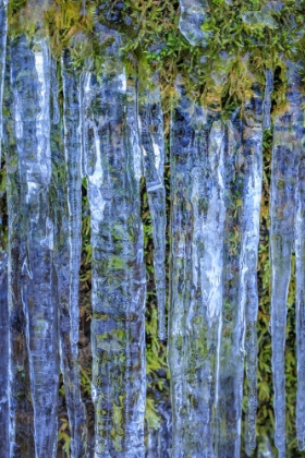 Picture of USA- WASHINGTON STATE- SEABECK. CLOSE-UP OF ICICLES AND MOSS.